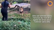 Une femme entre dan l'enclos d'un lion et l'attire vers elle