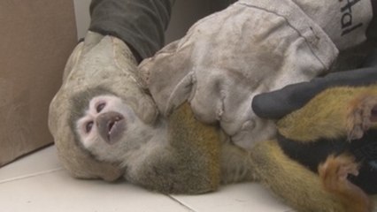 El despiadado mercado negro de comercio ilegal de animales en América