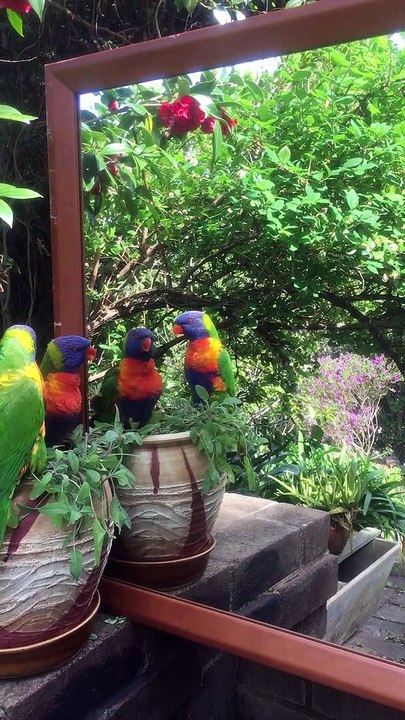 Lorikeets Mesmerized by Mirror