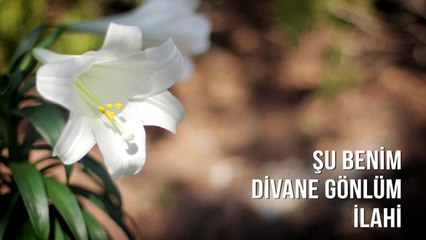 Müziksiz İlahiler - Şu Benim Divane Gönlüm
