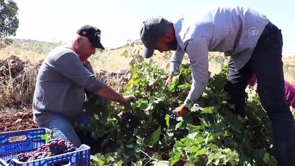 'Mezrone' üzümünde bağ bozumu heyecanı - MARDİN