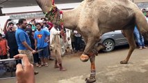 Qurbani Of Camel Part 1 | 2019 | Eid - e - Qurban