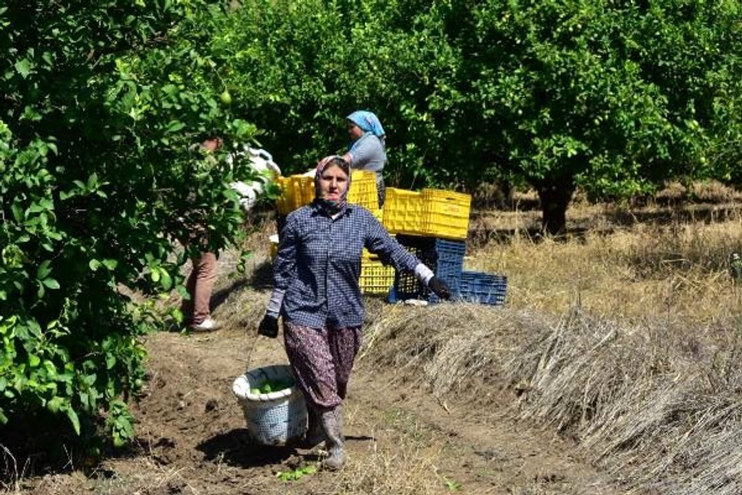 Ortaca'da dalında 2 lira olan limon, pazarda 10 lira