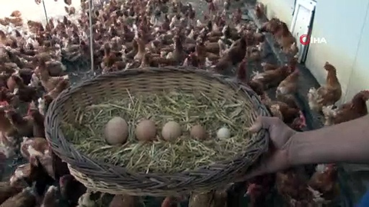 Tavuk, 136 gramlık yumurta yumurtladı