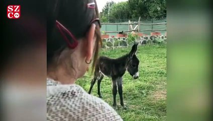 Öksüz sıpaya Sezen Aksu şefkati