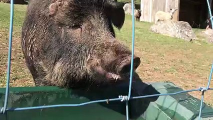 Ce cochon est sans doute le plus vieux au monde...Une vie de sanctuaire pleine et amusante. Tellement fabuleux de voir sa transformation