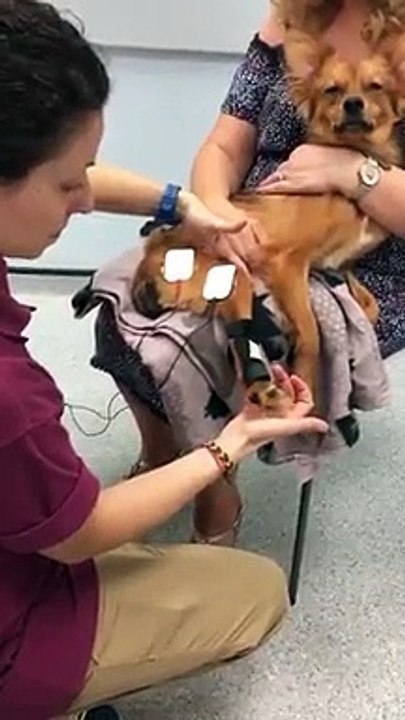 MK Woman who lives with 27 dogs