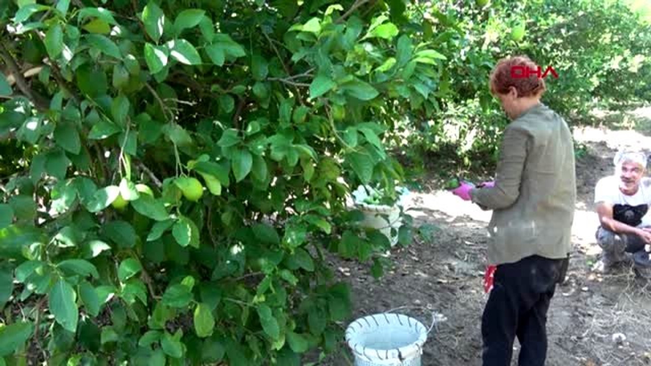 Muğla ortaca'da limon dalında 2, pazarda 10 lira