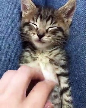 Les yeux clos, au repos, ce chat fait le mort mieux que n'importe qui