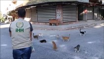- İHH, Kafranbel’deki Sokak Hayvanlarını Unutmadı