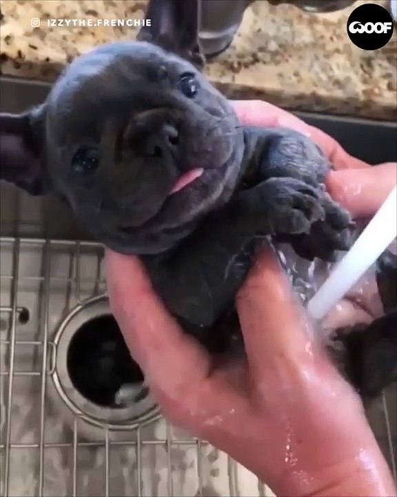 So cute ! Un chiot prend un bain pour la première fois ! il se détend et profite pleinement