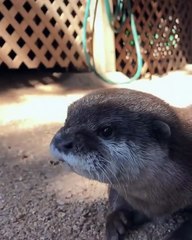 Un bébé loutre fait sa promenade-découverte au calme