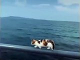 Belle vie ! Un chat totalement pépère prend du bon temps sur un bateau
