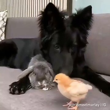 Ils sont lapins, chien, et oiseau… ils s’aiment d’une façon infinie