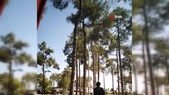 5 saat ağaçta mahsur kalan kediyi itfaiye ekipleri kurtardı