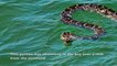 Un python de plus de 3 mètres repéré en train de nager sur les côtes de la Floride