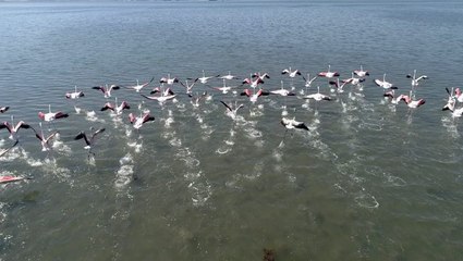Flamingolar İzmit Körfezi'ne akın etti