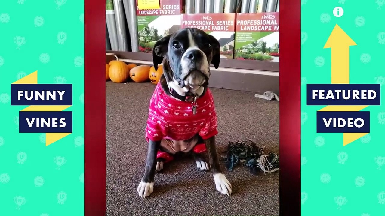 TRY NOT TO LAUGH - Funny Animals & Pet Videos | November 2018