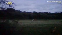Is That Harry’s Patronus Charm? Bright White Ghost Deer Spotted Roaming the English Countryside