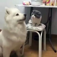 Quand chien et chat se chamaillent... Devinez qui va prendre le dessus