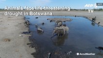 Animals forced to compete for water as drought lingers in Botswana