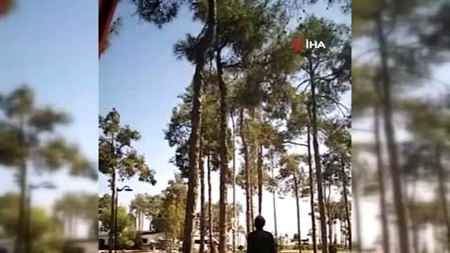 5 saat ağaçta mahsur kalan kediyi itfaiye ekipleri kurtardı