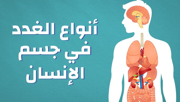 أنواع الغدد في جسم الإنسان
