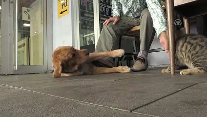 Annesinin terk ettiği kediyi Tarçın isimli köpek emziriyor - SAMSUN
