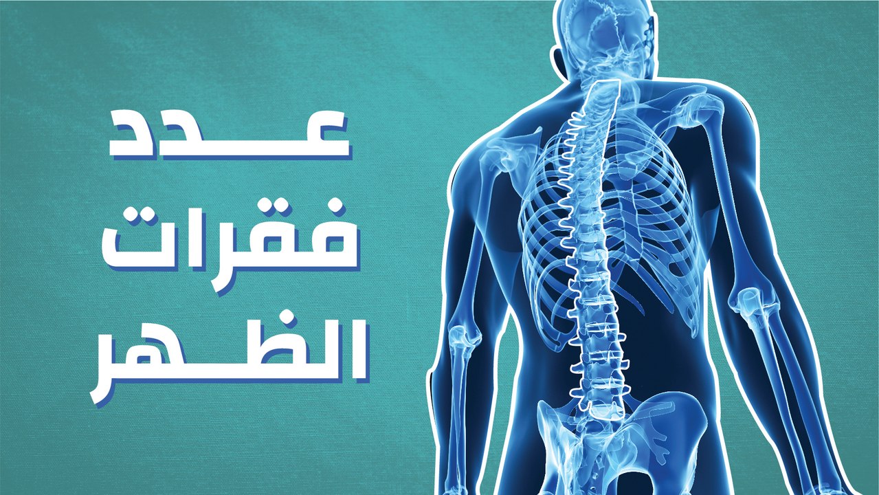 كم عدد فقرات الظهر