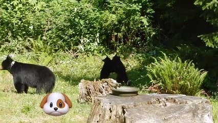 Funniest Pets & Animals of the Week | Funny Pet Videos