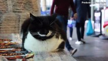 Cat Who Loves Pringles Has Made a Local Supermarket His Home