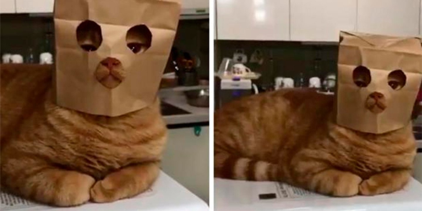 El gato 'Jackson' y la bolsa de papel 'asesina'