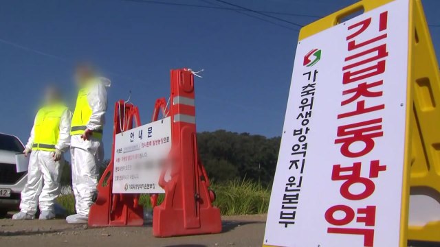 아프리카돼지열병 방역 천적 비·바람 온다...확산 방지 비상 / YTN