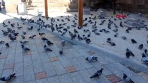 Kayseri tarihi kalede güvercinlere özel yuva