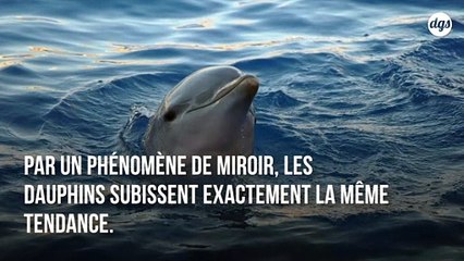 Une résistance aux antibiotiques découverte sur les dauphins
