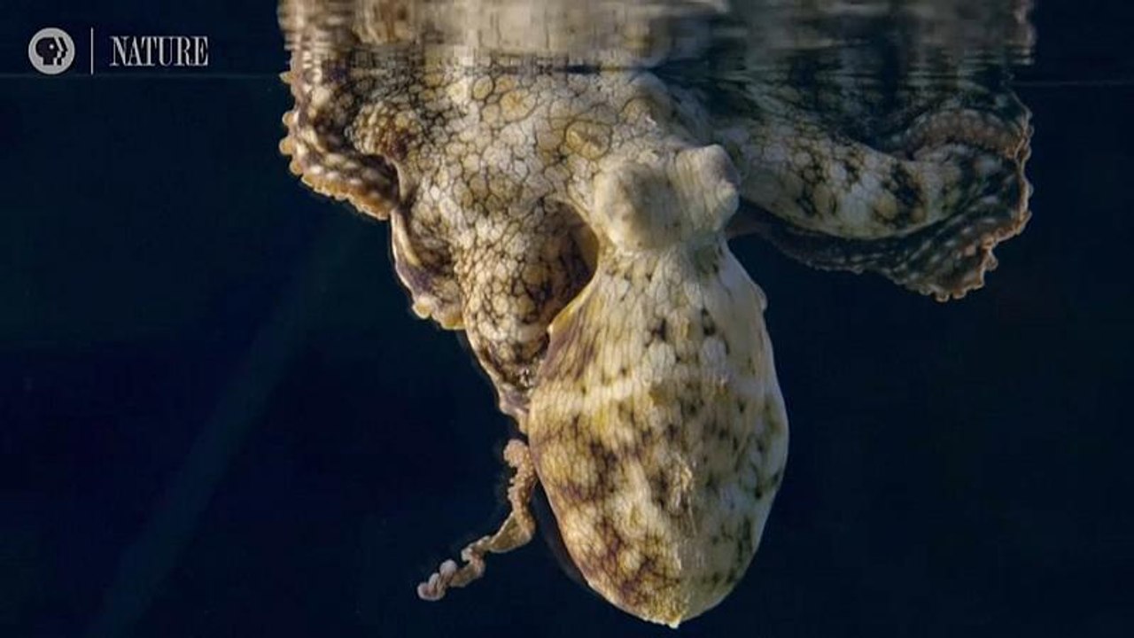 Träumende Tintenfische? Wissenschaftler rätseln über Farbwechsel beim Schlafen