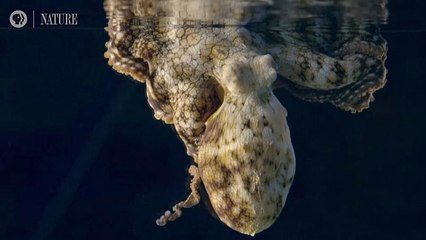 Träumende Tintenfische? Wissenschaftler rätseln über Farbwechsel beim Schlafen