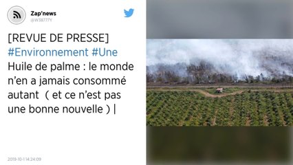 Huile de palme : le monde n’en a jamais consommé autant (et ce n’est pas une bonne nouvelle)