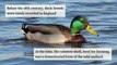 A brief history of the Aylesbury Ducks