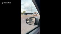 Motorist drives alongside two horses on Dallas highway after they escaped their trailer