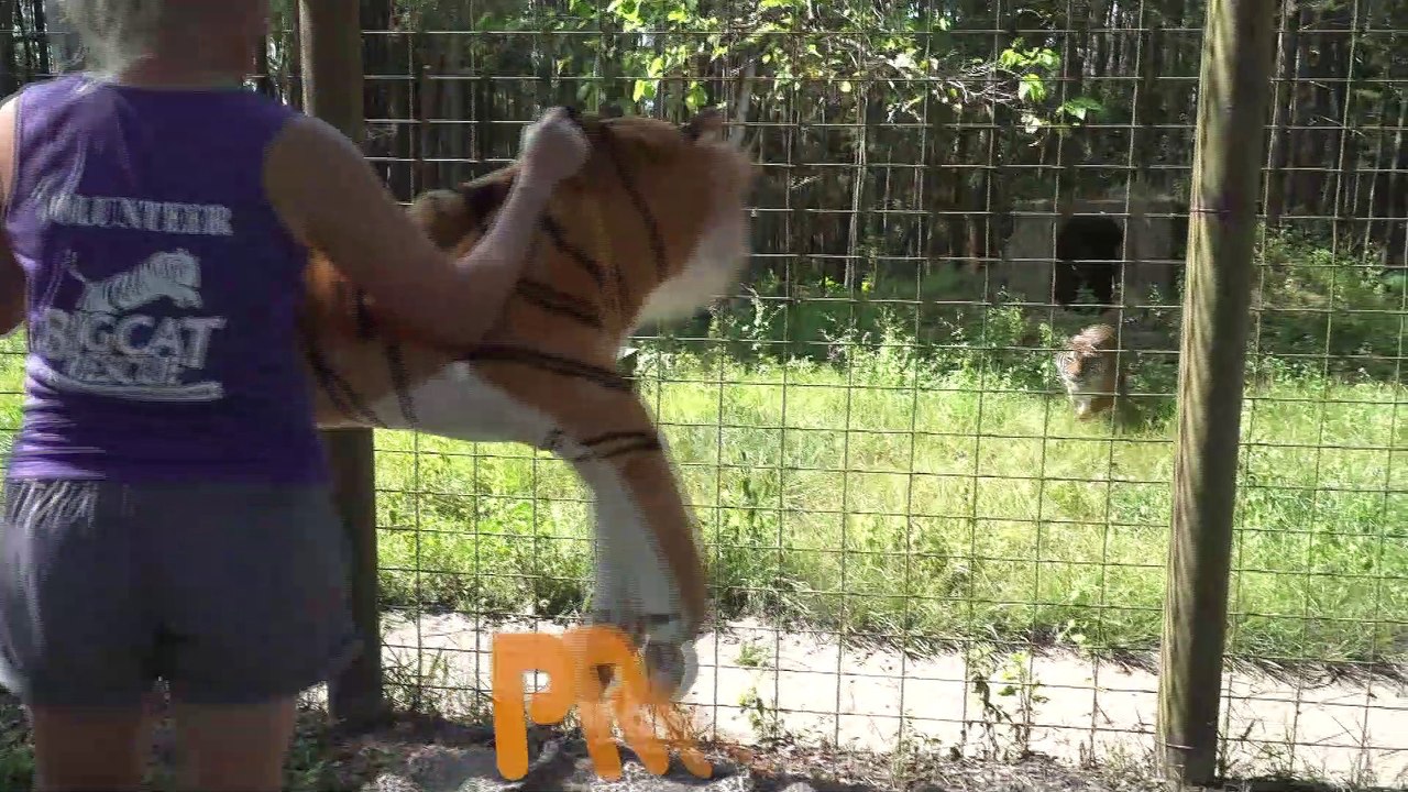 Tiger VS Tiger
