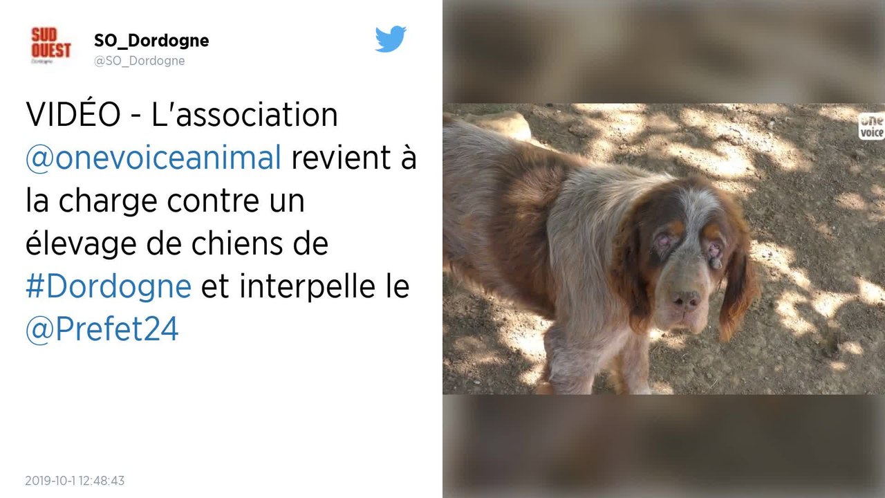 Chiens de chasse maltraités en Dordogne. L’association One Voice dénonce l’inaction des autorités