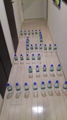 Dachshund Manages Maze its Own Way