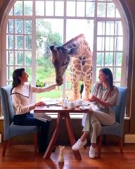 Χριστίνα Μπόμπα και Μαρίνα Βερνίκου στην Κένυα ταΐζουν καμηλοπαρδάλεις