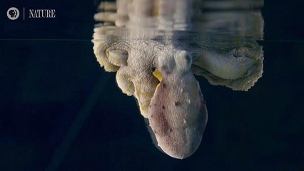 Watch: Footage shows octopus changing colour in her sleep
