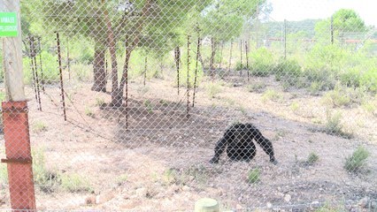 Los grandes simios pueden comprender los estados mentales de otros