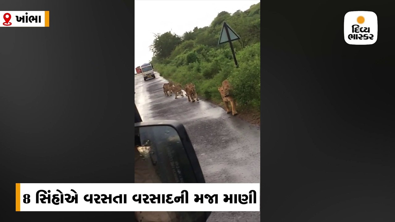 રાણીગપરા ગામમાં 8 સિંહોએ વરસતા વરસાદની મજા માણી...