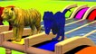 Learn Wild Animals Swimming Race In Outdoor Playground For Kids