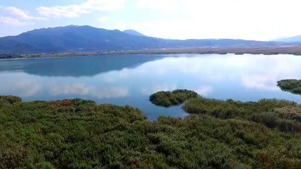 Gölhisar gölüne 2000 yayın balığı bırakıldı