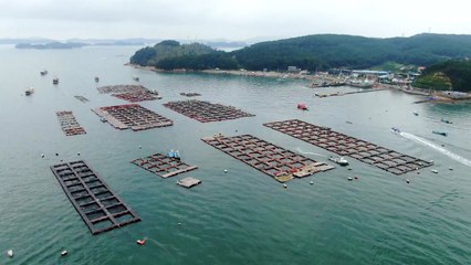 긴장감 커지는 양식장...태풍 대비책은? / YTN